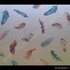 Raamfolie met verenprint  45cm x 2meter